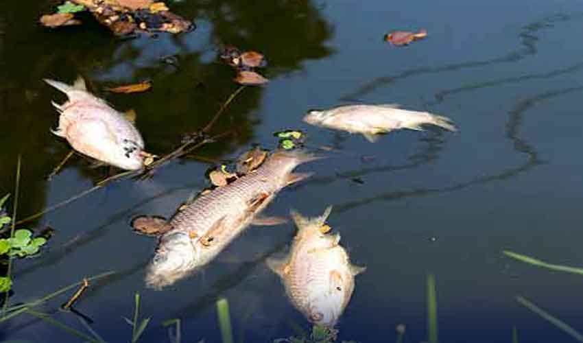 Rawal dam fish