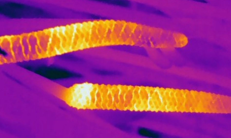 پودوں کا قدیم نظام 
