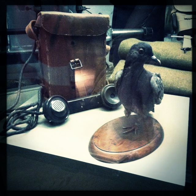 Cher Ami and Major Whittlesey