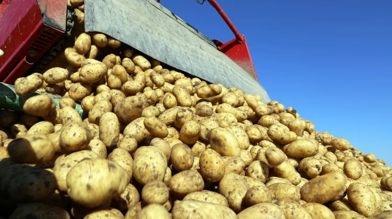 Berlin free potatoes